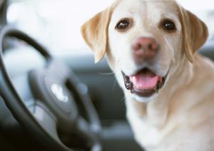 質が高くて安い葛飾区の車検サービス
